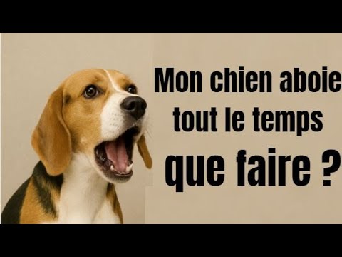 Mon chien aboie tout le temps, que faire ?