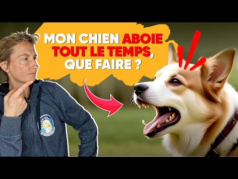Mon Chien Aboie Tout Le Temps, Que Faire ?