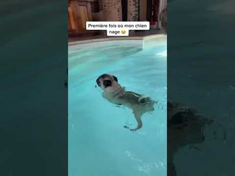 MON CHIEN CE NOIE
