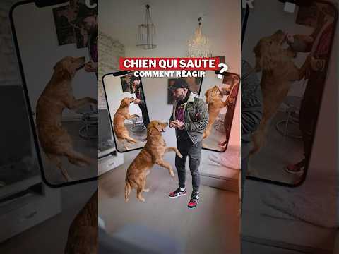 Mon CHIEN SAUTE : comment réagir ?