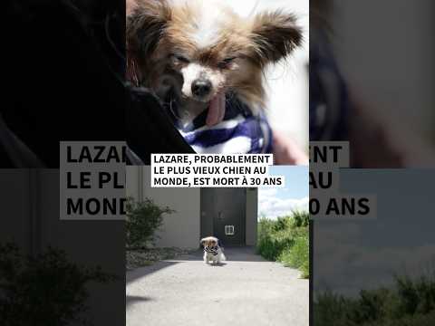 Mort du chien qui était sans doute le plus vieux au monde
