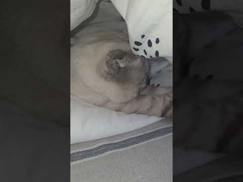 #music #djdubstep #cat #cute #pets #funny #studywithmeandmycat #animals #chat #cutecat