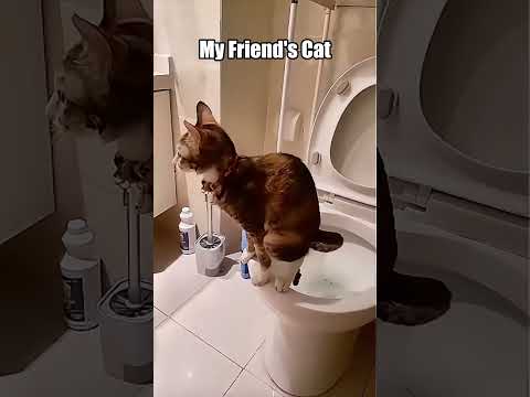 My friend's cat vs my cat#cat #funny #pets #cute #shorts