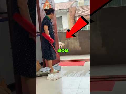 Never Leave your Dog alone  with Mom 🤯😂 #shorts #dog