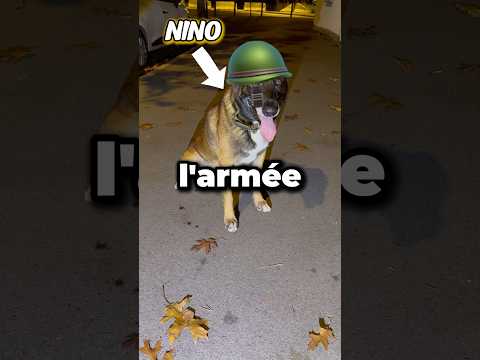 Nino, chien de l’armée validé ? 🪖😊 #nino #chien #ninolemalou #malinois #militaire