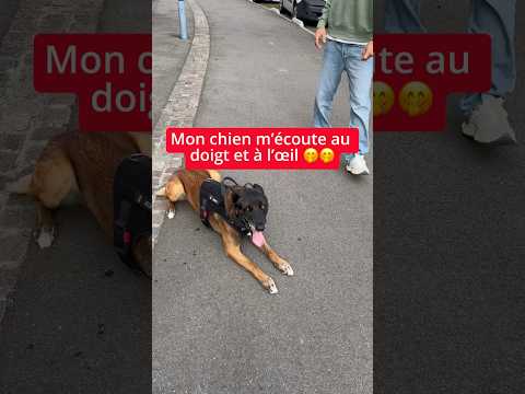 Nino n’écoute que moi 😇 #chien #malinoi #nino #dog