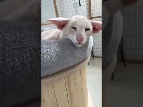 Non diltelo a nessuno #chat #puppy #pets #cutedog