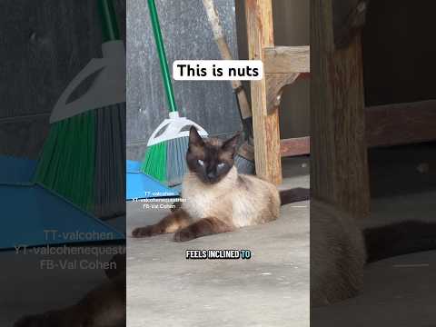 Nuts needs help #cat #catdistributionsystem #straycat #catvideos #veterinary #animals #pets #farm