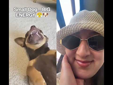 Oh my god,how he laughs😂😂 #duet #adorably #pets #mreviatar #funny #adoreble #cute #cat #shorts