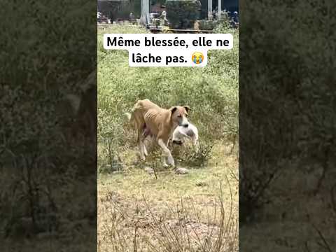 On a suivi ce chien et ce qu’on a découvert🥺