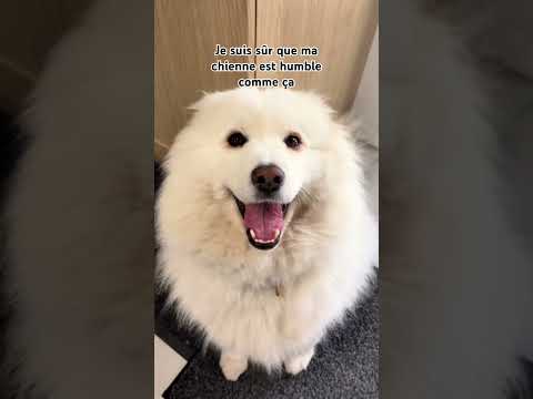 On appelle ça de l’humilité ! 😅 #animal #dogshorts #chien #samoyed