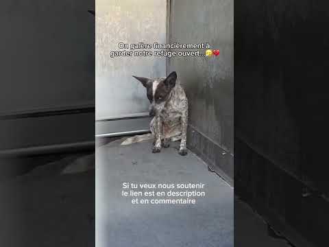 On compte beaucoup pour eux #chien #animal #pourtoi #refugeanimalier #viralshorts