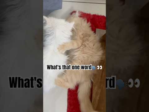 One word you can’t stop saying #viralcats #cat #kitten #pets #funnycats #shortsfeed #viralshort