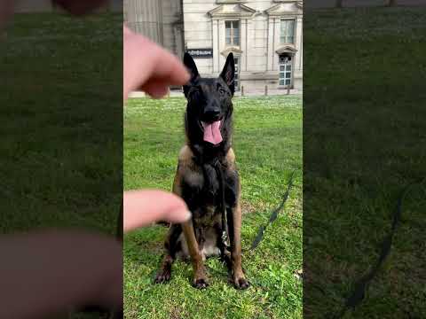 Ordre aboie #malinois #chiot