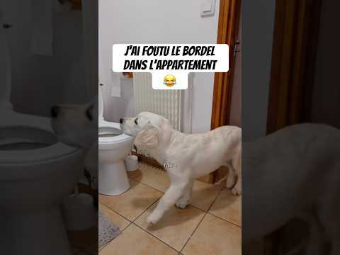 Oupsiii 😁#chien #goldenretriever #drole #humour #chiot
