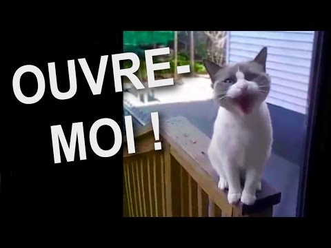 OUVRE-MOI – PAROLE DE CHAT