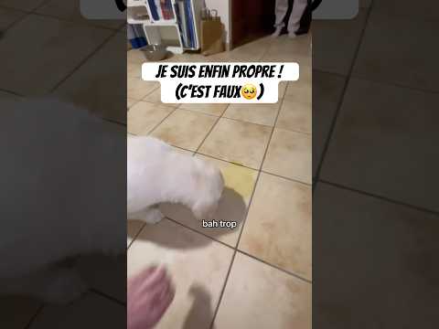 Papa et maman ont besoin de conseils..💀 #chien #goldenretriever #animaux #bêtisier