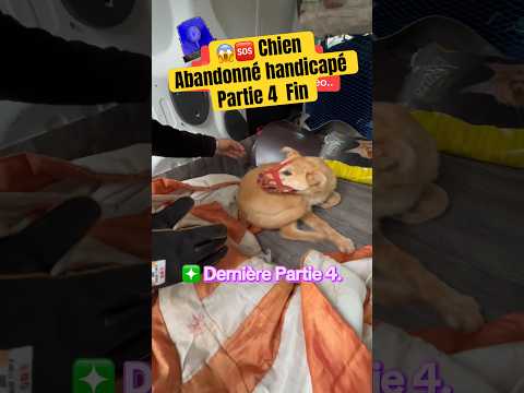 Paralysé et abandonné nous amenons ce chien chez le vétérinaire #rescueanimals #animals #animal ￼