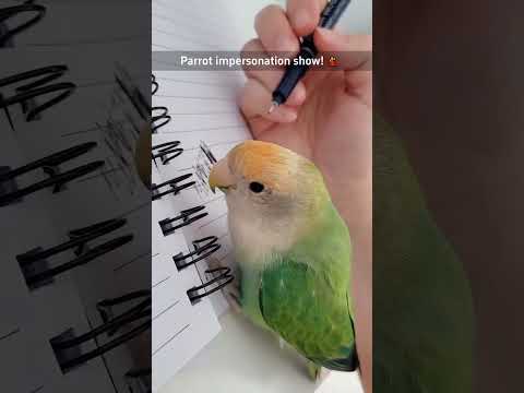 Parrot impersonation show 🤣🤣 #funnyshorts #funny #funnyanimals #pets #fyp #foryou #cute #parrot