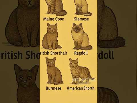 Part-1.Most Famous Cat Breeds 🐾✨#shorts #viraledit #cat