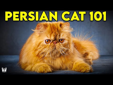 PERSIAN CAT 101 – Everything You Need To Know About Persian Cats