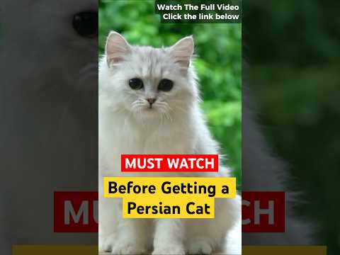 Persian Cat 101 – Everything You Need To Know – Is It the Right Cat for You?
