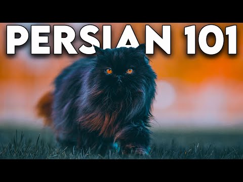 Persian Cat 101 – Literally Everything You Need To Know (Updated)