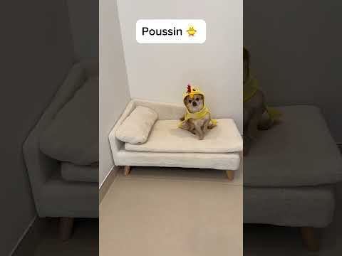 Personne ne va aimer ma vidéo 😥￼ #chien #cuteanimals #pets #dog #animaux #mikidog #animals #cutedog