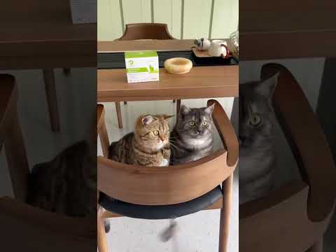 #pethealth #cat #cathealth #petcareprovider #dogcare #pets #cutecat #isenvo #cute #chat