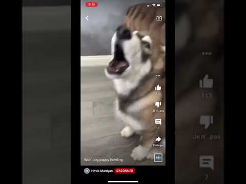 Petit chien loup qui hurle