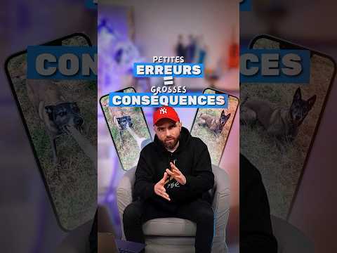 Petites ERREURS = grosses CONSÉQUENCES ! – Décryptage chien
