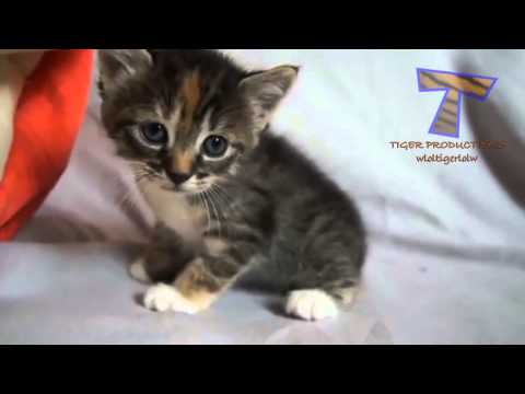 petits chatons miauler et de parler  chat mignon compilation