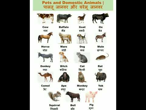 pets And Domestic Animals#short