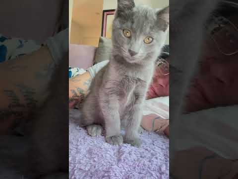 #pets #cute #likeandsubscribe #cat #kitten #animalvlog #kittytv #trending