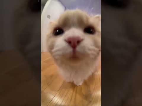 popipo popipo 🥰 #cat #chat #animals #animaux #trending #cute #fyp #pets #kitten #love #viral