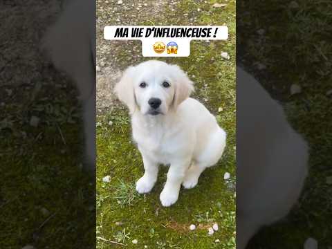 POUR LA GLOIRE ! 🔥 #goldenretriever #chien #chiot #drole #humour
