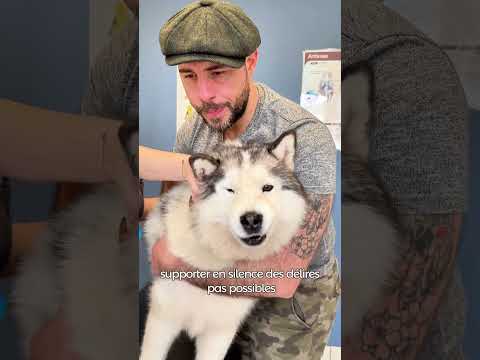 Pour un oui ou pour un non #chien #educationcanine #husky #chienmignon #chiens #dog #doglife #dogs