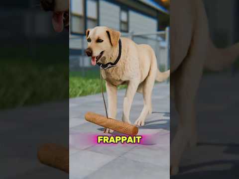 Pourquoi Attacher Un Bâton Au Chien😨