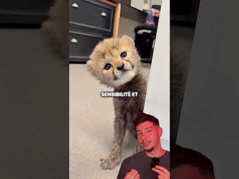 Pourquoi il y a un chien dans l'enclos du guépard ?? #animaux #guepard #chien #zoo