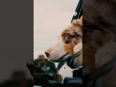 Pourquoi les chiens sortent-ils leur tête en auto? #chien #animal #compagnie #auto