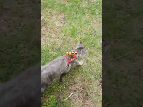 pourquoi mon chat miaule beaucoup #chat #music #animaux #chien