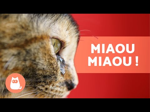 Pourquoi mon chat MIAULE BEAUCOUP  ? 😿💦 (6 causes principales)