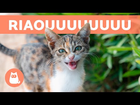 Pourquoi mon CHAT MIAULE BIZARREMENT ? 🐱🔊 (7 Causes)