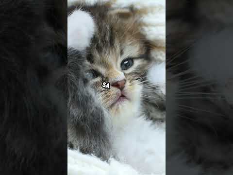 Pourquoi mon chat miaule-t-il sans cesse ?