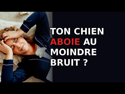 Pourquoi mon chien aboie au moindre bruit dehors ?