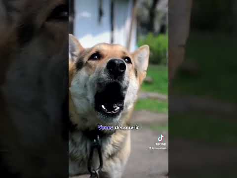 Pourquoi mon chien aboie ? #blogpost  #shorts #dogofyoutube  #doglover #dogcare  #barkingdog