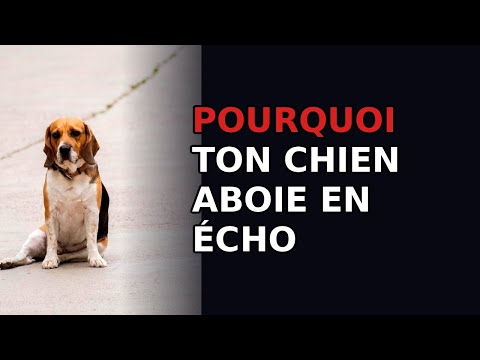 Pourquoi mon chien aboie quand un autre chien aboie au loin