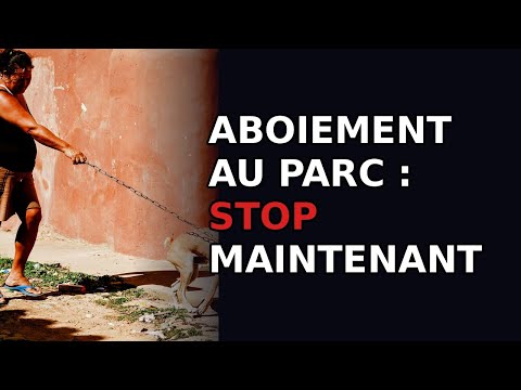 Pourquoi mon chien aboie sur les autres chiens du parc ?