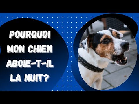 Pourquoi Mon Chien Aboie-t-il La Nuit? 🥺