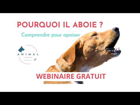 Pourquoi mon chien aboie tout le temps?